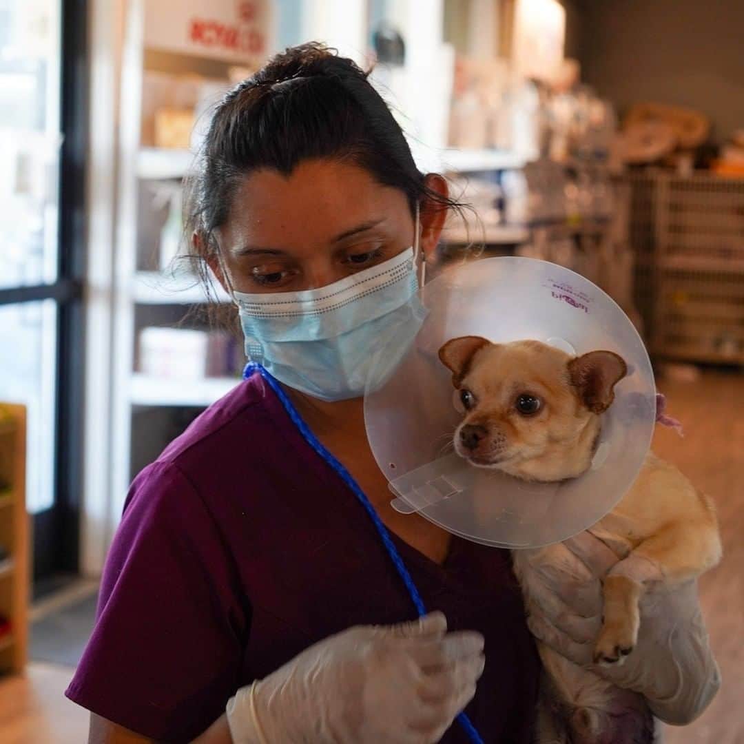アニマルプラネットさんのインスタグラム写真 - (アニマルプラネットInstagram)「As many businesses and institutions have come to a standstill in light of the COVID-19 pandemic, one of America’s busiest veterinarians continues to operate and provide his services to pet owners in need. Dr. Jeff Young, star of #DrJeff: Rocky Mountain Vet, never considered closing his clinic during these unprecedented times. And while Planned Pethood International has stayed opened for emergencies, Dr. Jeff and his team have made significant changes to their operations to keep both people and pets safe. See how they're doing in a special edition of Dr. Jeff, premiering tonight at 10pm ET, . . . . . . . #covid19 #pandemic #veterinarymedicine #veterinaryclinic #animalhospital #plannedpethoodinternational #animalplanet #drjeffyoung #jeffyoung #plannedpethoodplus」6月14日 8時11分 - animalplanet