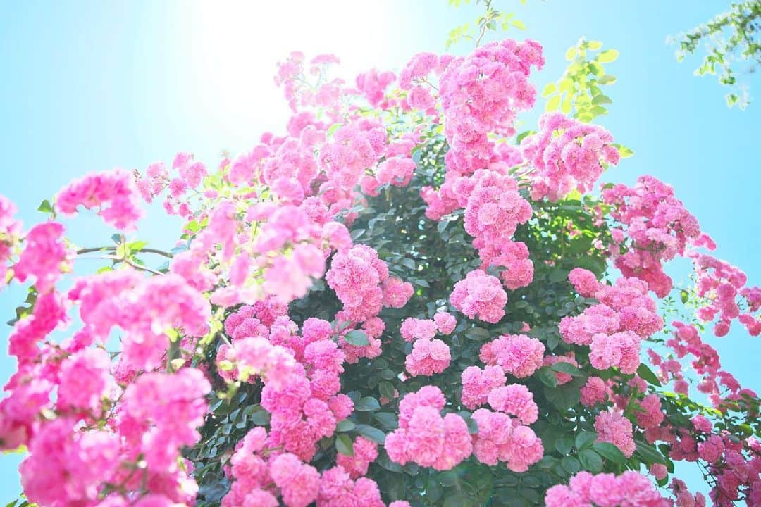 kiccyomuさんのインスタグラム写真 - (kiccyomuInstagram)「☔️☁️ 2020.06.14 Sun #京成バラ園 綺麗にいっぱい咲いてた #薔薇 🌹 #心に花を * 今日も雨もよう☔️ 写真だけでも明るく… 今日も元気に🤗 * location #千葉 📷撮影 2020年06月07日」6月14日 8時15分 - kiccyomu