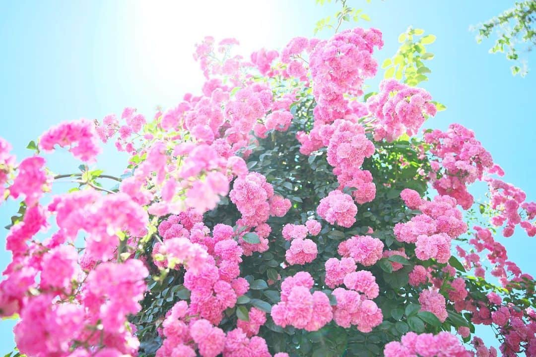 kiccyomuのインスタグラム：「☔️☁️ 2020.06.14 Sun #京成バラ園 綺麗にいっぱい咲いてた #薔薇 🌹 #心に花を * 今日も雨もよう☔️ 写真だけでも明るく… 今日も元気に🤗 * location #千葉 📷撮影 2020年06月07日」