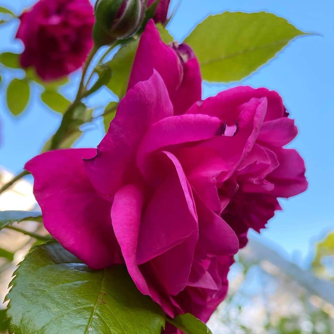 クリスティ・ブリンクリーさんのインスタグラム写真 - (クリスティ・ブリンクリーInstagram)「I wasn’t sure if it was #nationalroseday or #nationalroséday so here’s a little of both with a lot of love from my garden to everyone🌹🌸🌿🍾🥂🌸 #organicbellissimaprosecco in my #organicgarden  #sparklingrosé #vegan #gluten-free #nongmo #ecochicpagkaging snd #greenshipping  #lavieenrosé @bellissimaprosecco」6月14日 8時33分 - christiebrinkley