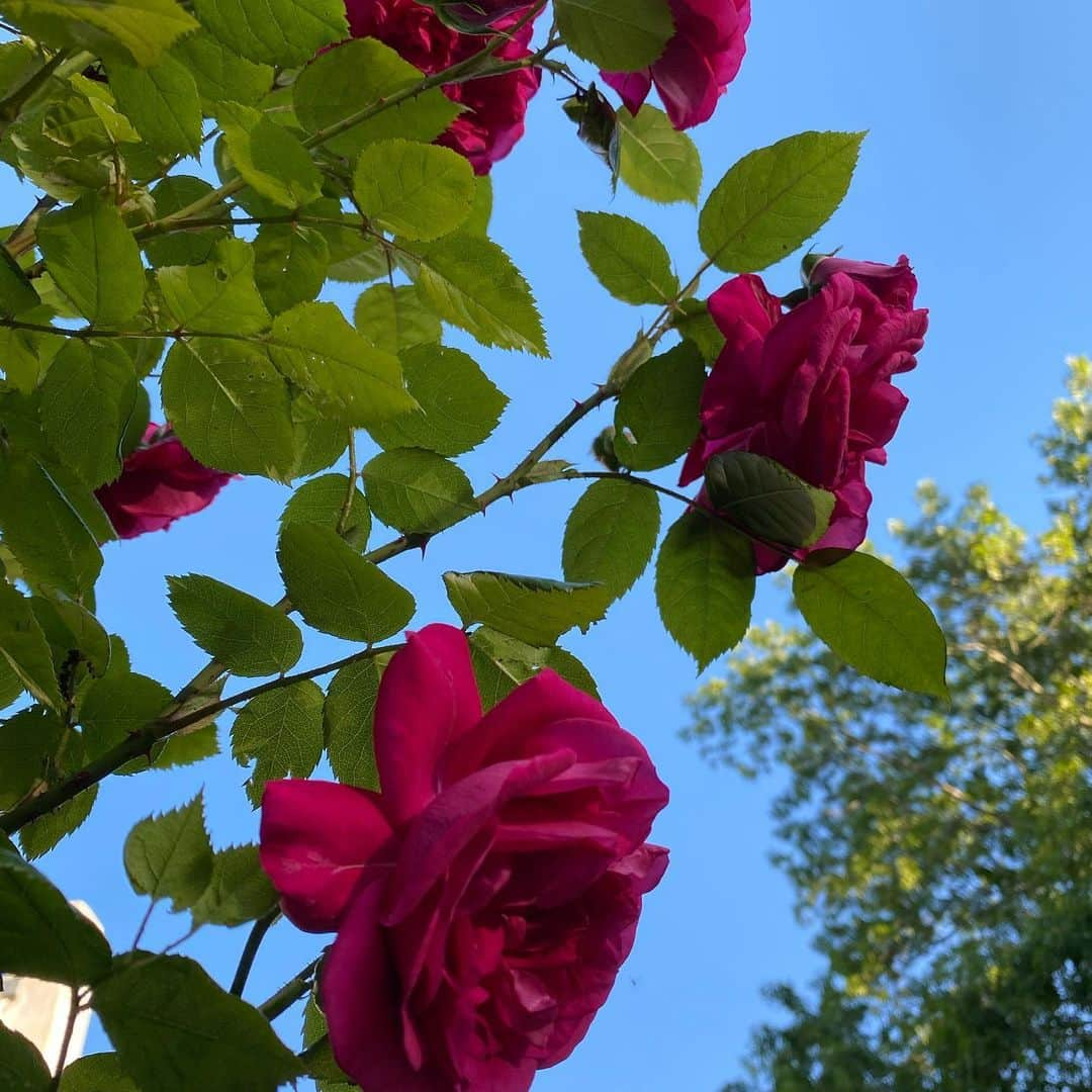 クリスティ・ブリンクリーさんのインスタグラム写真 - (クリスティ・ブリンクリーInstagram)「I wasn’t sure if it was #nationalroseday or #nationalroséday so here’s a little of both with a lot of love from my garden to everyone🌹🌸🌿🍾🥂🌸 #organicbellissimaprosecco in my #organicgarden  #sparklingrosé #vegan #gluten-free #nongmo #ecochicpagkaging snd #greenshipping  #lavieenrosé @bellissimaprosecco」6月14日 8時33分 - christiebrinkley