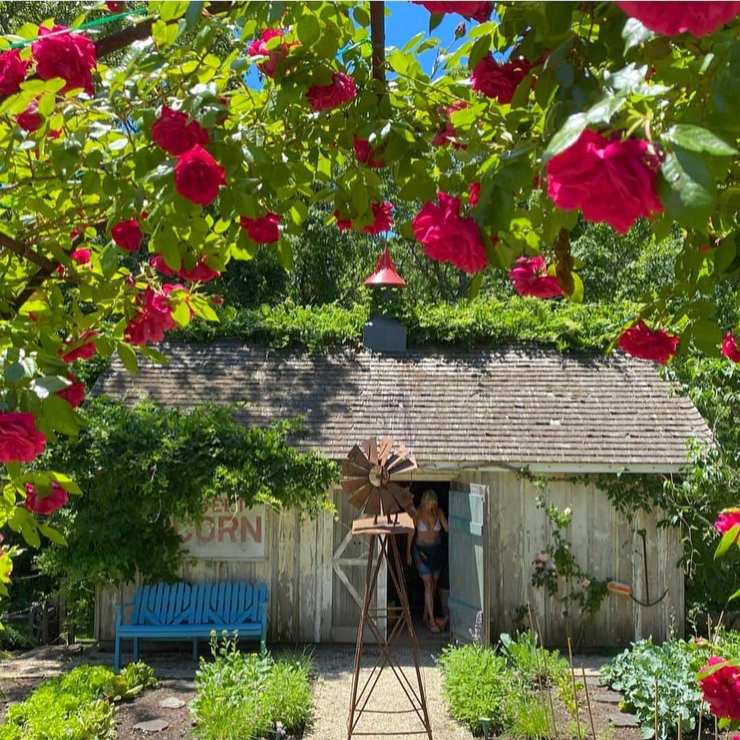 クリスティ・ブリンクリーさんのインスタグラム写真 - (クリスティ・ブリンクリーInstagram)「I wasn’t sure if it was #nationalroseday or #nationalroséday so here’s a little of both with a lot of love from my garden to everyone🌹🌸🌿🍾🥂🌸 #organicbellissimaprosecco in my #organicgarden  #sparklingrosé #vegan #gluten-free #nongmo #ecochicpagkaging snd #greenshipping  #lavieenrosé @bellissimaprosecco」6月14日 8時33分 - christiebrinkley