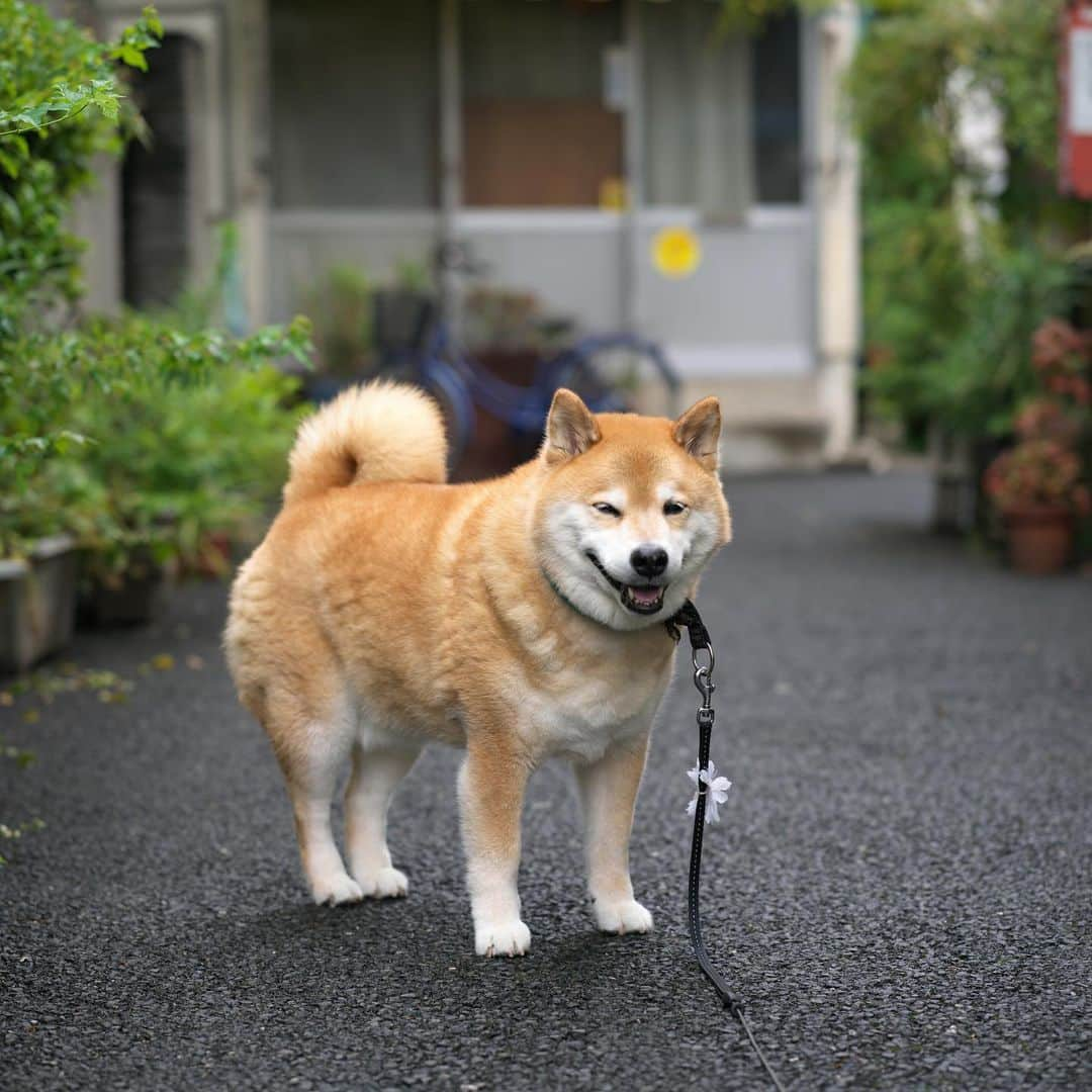 まる（まるたろう）さんのインスタグラム写真 - (まる（まるたろう）Instagram)「It is cool after the rain.✨🐶✨おはまる〜　雨が降ったおかげで気持ちよくお散歩させてもらってます #パパもう少し遠回りして帰ろうか #今日はいっぱい歩いておこう #明日の分まで」6月14日 9時59分 - marutaro