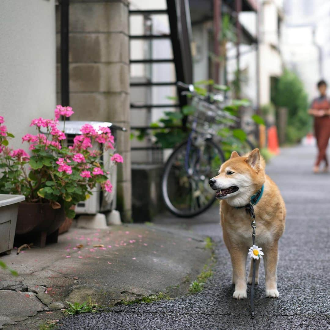 まる（まるたろう）さんのインスタグラム写真 - (まる（まるたろう）Instagram)「It is cool after the rain.✨🐶✨おはまる〜　雨が降ったおかげで気持ちよくお散歩させてもらってます #パパもう少し遠回りして帰ろうか #今日はいっぱい歩いておこう #明日の分まで」6月14日 9時59分 - marutaro