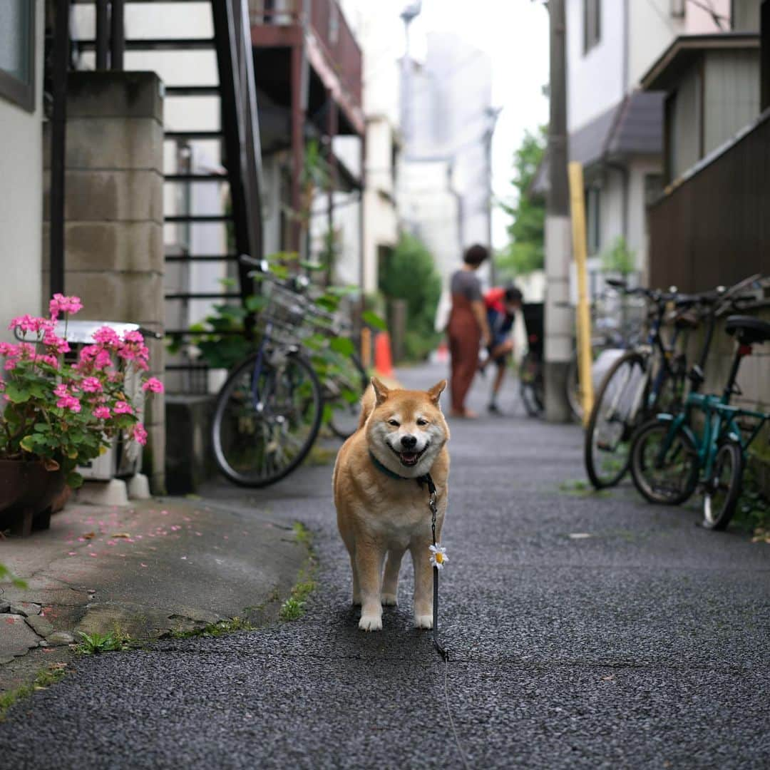 まる（まるたろう）さんのインスタグラム写真 - (まる（まるたろう）Instagram)「It is cool after the rain.✨🐶✨おはまる〜　雨が降ったおかげで気持ちよくお散歩させてもらってます #パパもう少し遠回りして帰ろうか #今日はいっぱい歩いておこう #明日の分まで」6月14日 9時59分 - marutaro