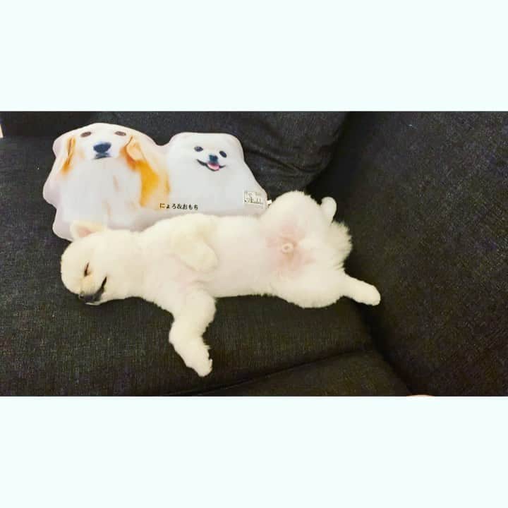 葵ゆりかのインスタグラム：「自分のクッションに寄り添って、イビキかいて爆睡するひと🐶❤️ @aisdelu.japan  の、うちの子クッション本当に可愛い❤️ 私のインスタフォロワー様✨ 10％OFFで購入できます🐶 クーポンコード:【ig10off】  #Aisdelu #aisdeluクッション #アイシテル #愛してる #ペットクッション #オリジナルクッション #ペットオーダークッション #うちの子グッズ #愛犬　#おもち　#pomeranian #ポメラニアン　#ポメ　#白ポメ　#わんこのいる生活 #わんこ　#dogstagram #instadog #いぬ　#dog #寝顔　#sleep」