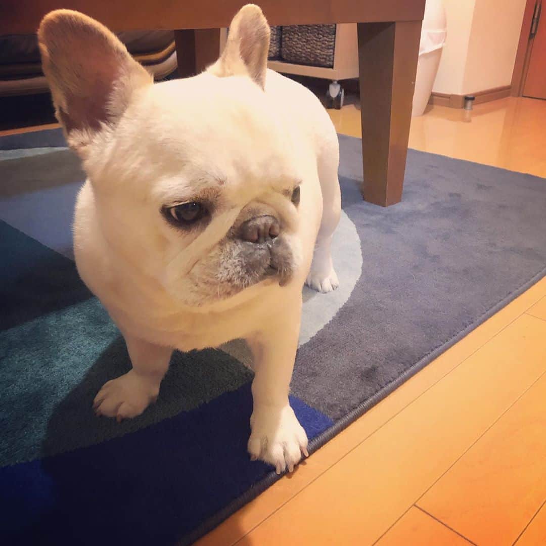 タニム（マーブル母）のインスタグラム：「* のんびり日曜日✨ * It is Sunday leisurely * #至福の時間お昼寝 #どこでも寝れるよ #マーブルは昼寝が仕事 #私のアモーレ🐷❤️」