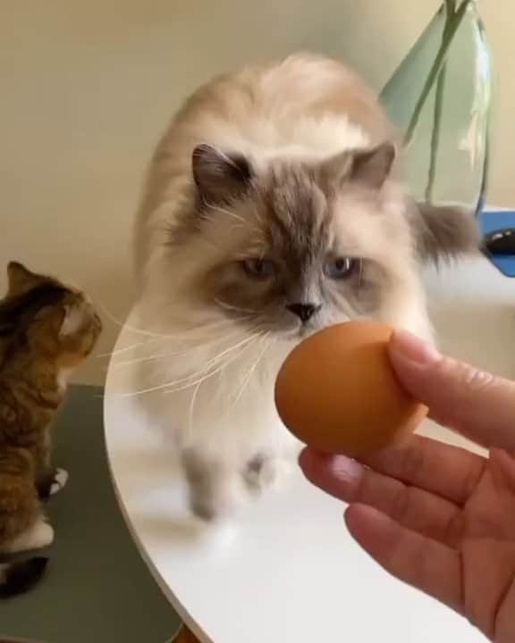 Tinaのインスタグラム：「This was the only possible outcome. 🍳」
