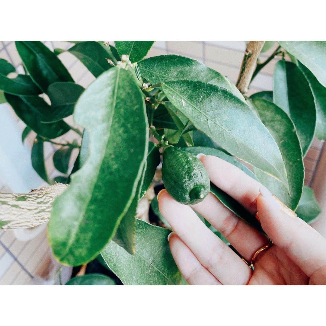 紗栄子さんのインスタグラム写真 - (紗栄子Instagram)「お家のバルコニーのレモンの木に実がなりました🍋💖🤲🏻✨ そしてここ最近、蝶々と遭遇することが多々あるのですが、今日もバルコニーの植物たちにお水をあげていたらご挨拶に来てくれました🦋🌈💘✨ 今日も素敵な1日の始まりです💛🧡💚 #レモンの木」6月14日 12時03分 - saekoofficial