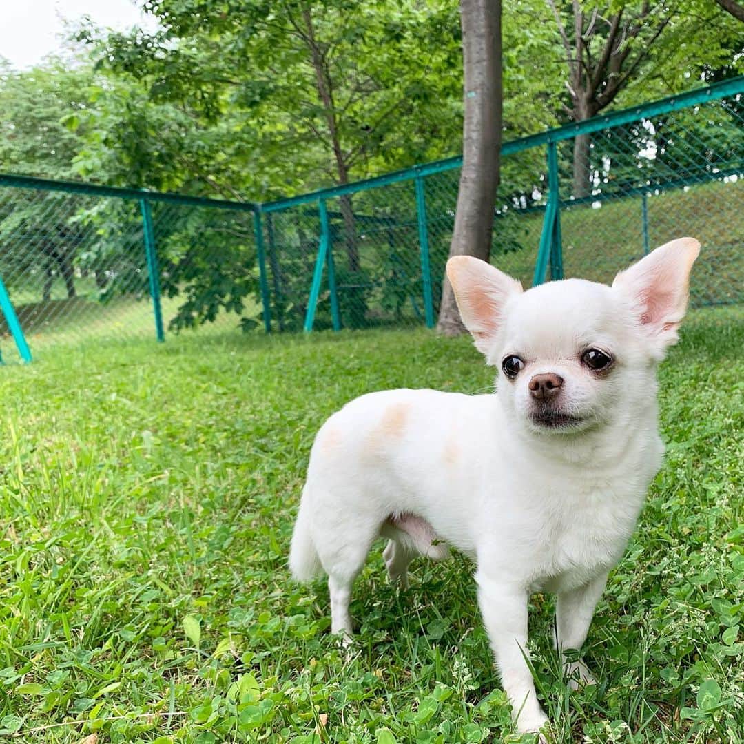 KORIKIのインスタグラム：「こんチワワ♪ #dogofsapporo #dog, #dogs, #dogstagram,#chihuahua,#犬バカ部,#チワワ,#koriki, #hanadog #白スムチ連合会, #スムチー,  #dogofthedayjp, #dogoftheday  #ilovemydog #instadog #instapet #WhiteChihuahua  #吉娃娃 #치와와  #dogsofinstagram #Chihuahualover  #ชิวาวา #チワワの輪 #barkbox #WhiteChihuahuaParty #もふもふモフモフ」