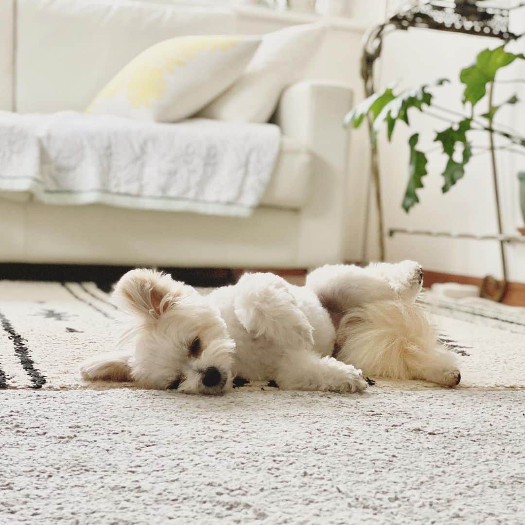 チャン・リーメイのインスタグラム：「…。 ✴︎ ……。 ✴︎ かわいい奴め……‼️ ✴︎ 😍😍😍 ✴︎ #雨だからネンネ #dogsloyer #保護犬を家族に」