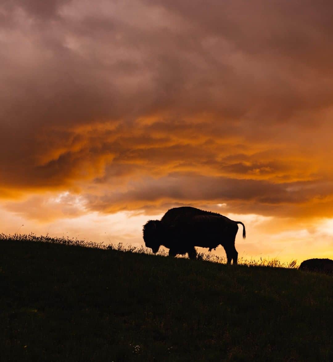 National Geographic Travelさんのインスタグラム写真 - (National Geographic TravelInstagram)「Photo by @joshuacogan | A buffalo grazing for his evening meal in the northern parts of Montana paints a beautiful silhouette in the western sky. For more wanderings inward and outward, follow me @joshuacogan.」6月14日 13時09分 - natgeotravel