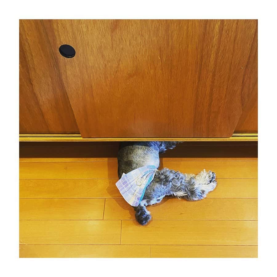 HiRAO INCのインスタグラム：「. 頭かくして 尻かくさず  なぜせまーい棚の下に入ってねてるのか、、 それもかなりたつよ 起きたら絶対頭打つよ🤣  #mutsulannsora」