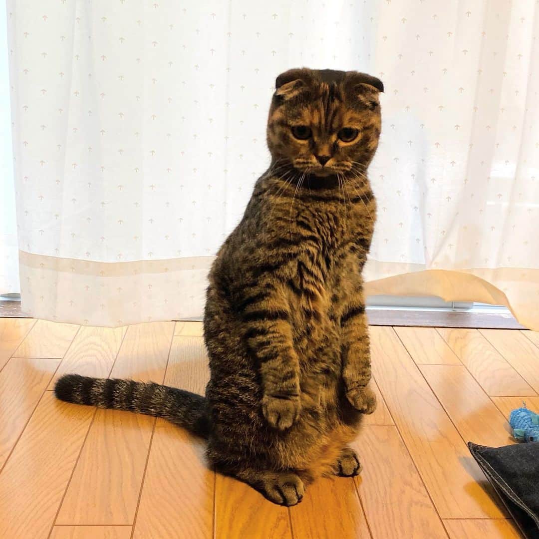 小林愛さんのインスタグラム写真 - (小林愛Instagram)「毎日、お天気悪いねぇ〜。るーたん。  #猫  #ねこ #cat #猫との暮らし　#猫好きさんと繋がりたい  #スコティッシュフォールド  #にゃんすたぐらむ　#youtube #るーたんあいたん」6月14日 13時12分 - love_me_ai