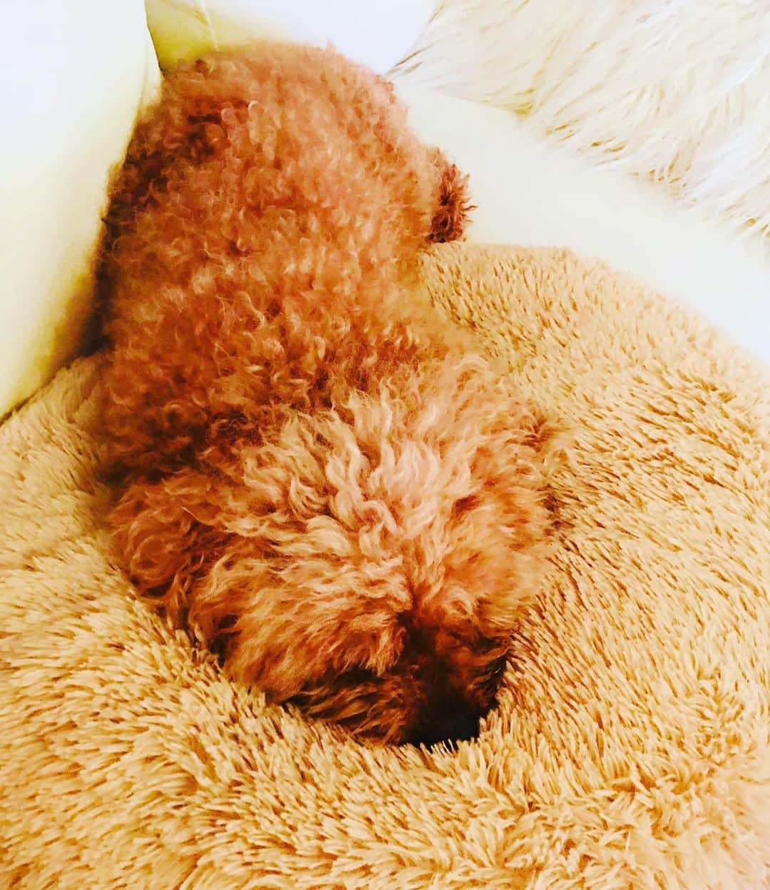 マイケル富岡のインスタグラム：「同化中…クッションか ムートンか モコか…只今究極のフワモコ♡ #溺愛 #家族 #息子 #ベイビー #フワフワ #モコモコ #フワモコ #マイケル富岡 #俳優 #タレント #ハーフ #愛犬家 #愛犬 #睡魔 #fluffy #whereismoko #actor #actorslife #shooting #sleepy #mybaby #mylove #family #love #youaremyeverything #impactdogcratesmarjun #idcmarjun #blendingintocushions #generalamericanhome」