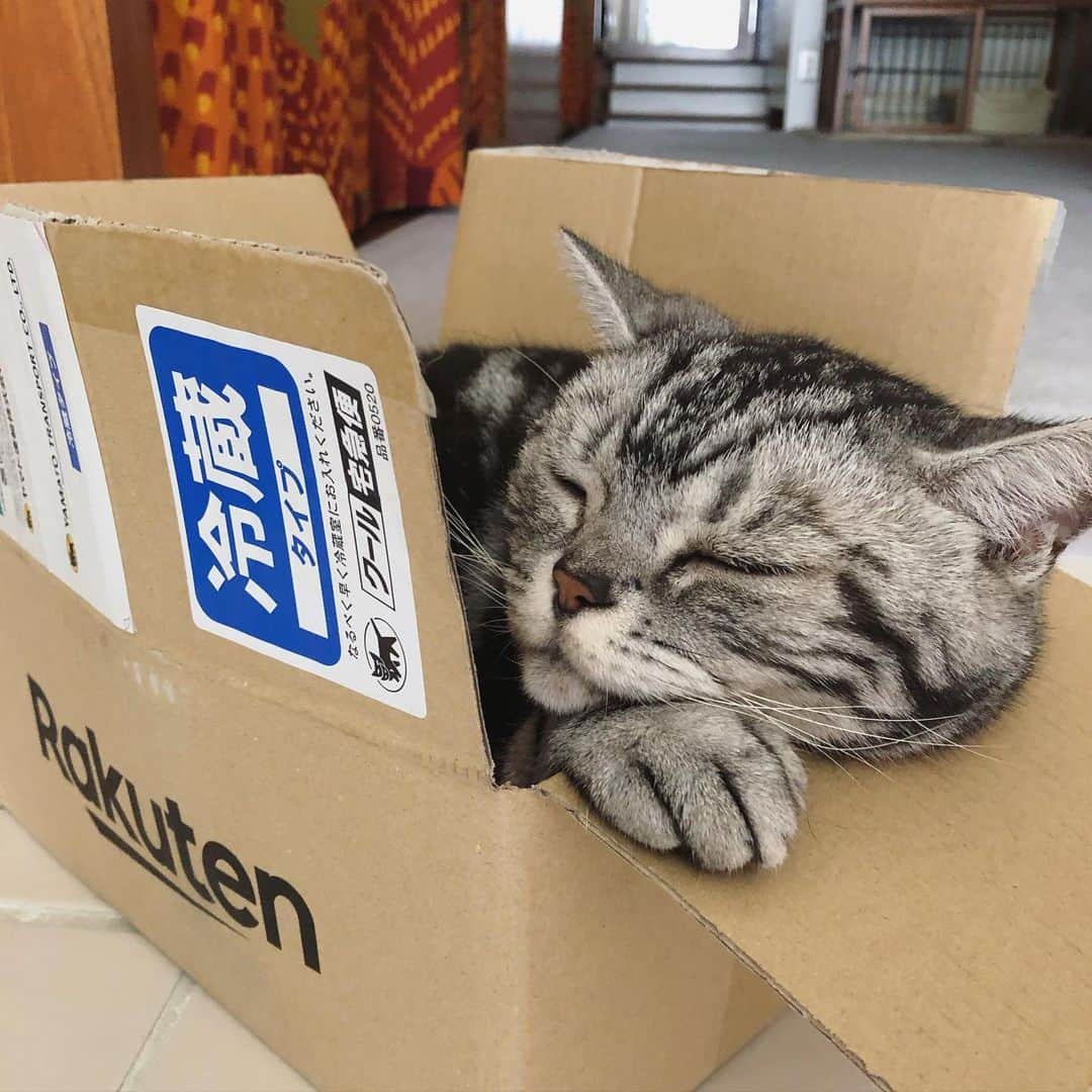 chai0219さんのインスタグラム写真 - (chai0219Instagram)「ええやろ！この箱📦 冷蔵タイプやから涼しいんやで😻 #americanshorthair #kitty #kitten #cat #cats #catstagram #neco #アメショ #アメショー #アメリカンショートヘア #ねこ #猫 #ネコ #にゃんこ #ニャンコ #ねこ部 #猫もふ #ねこのきもち #ねこのいる生活 #ねこのいる暮らし #慢性腎不全猫 #慢性腎不全闘病中 #おうち時間」6月14日 13時59分 - chai0219