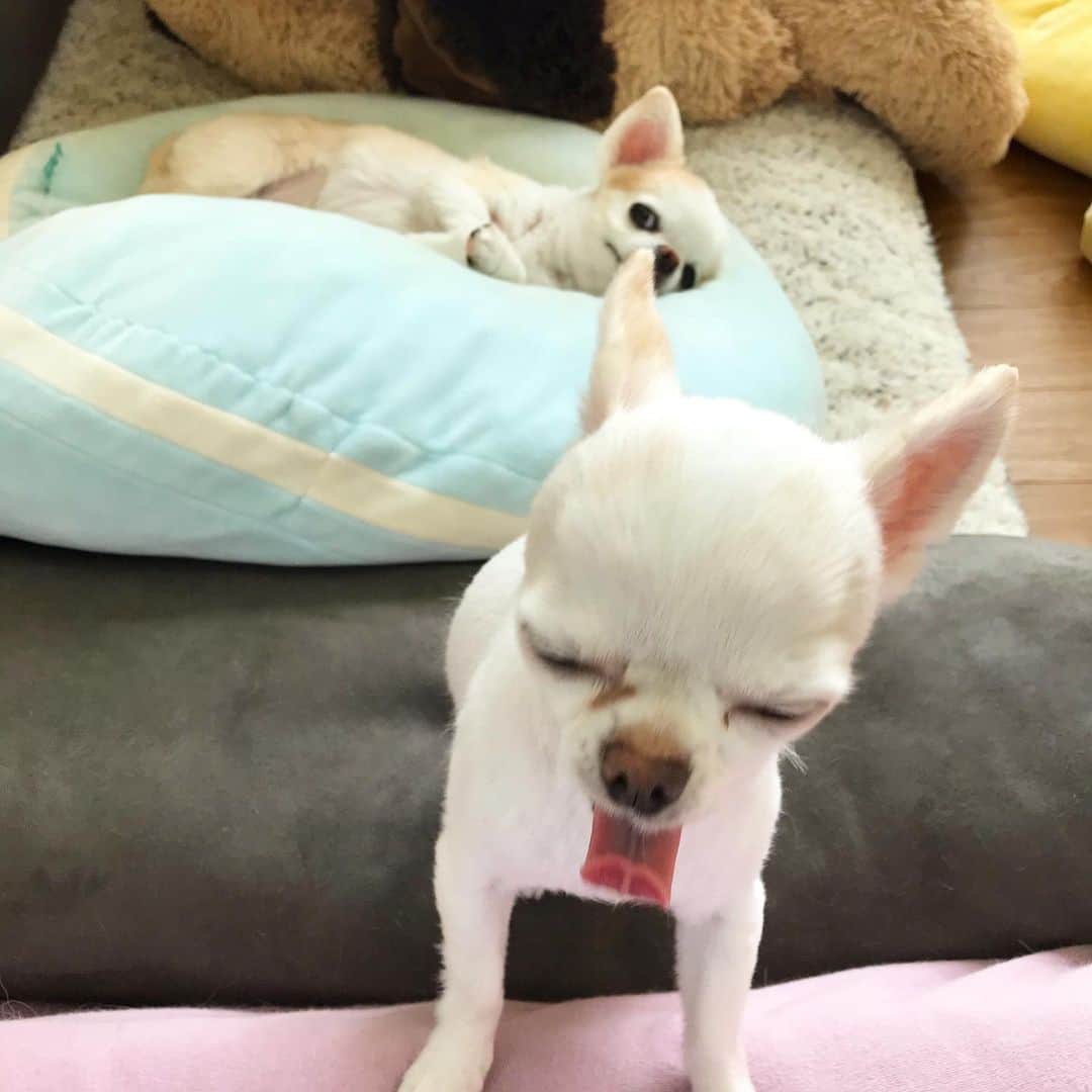 ∞maki∞??????さんのインスタグラム写真 - (∞maki∞??????Instagram)「2020.6.29 ピノ♡サラ♡ ・ ・ ・ おはよう〜☀️ ・ ・ カメラ好きすぎて うまく撮れない😂💗💗💗 ・ ・ ・ 皆さま今日も素敵な1日を〜💞✨ ・ ・ ・ #dog#Chihuahua#Chihuahualove#Chihuahualife#instaChihuahua#IGersJP#all_dog_japan#happy#cute#love#犬#愛犬#イヌスタグラム#ちわすたぐらむ#チワワ#ロングコートチワワ#多頭飼い#可愛い#癒し#幸せ#おはよう#Goodmorning #ﾋﾟﾉｻﾗ」6月29日 9時53分 - maki_dfpso