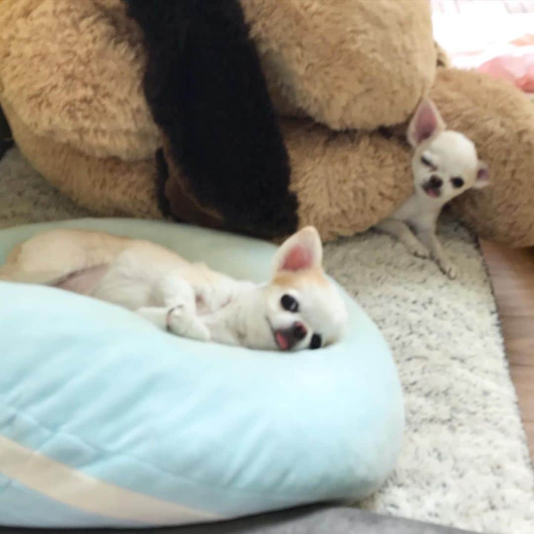 ∞maki∞??????さんのインスタグラム写真 - (∞maki∞??????Instagram)「2020.6.29 ピノ♡サラ♡ ・ ・ ・ おはよう〜☀️ ・ ・ カメラ好きすぎて うまく撮れない😂💗💗💗 ・ ・ ・ 皆さま今日も素敵な1日を〜💞✨ ・ ・ ・ #dog#Chihuahua#Chihuahualove#Chihuahualife#instaChihuahua#IGersJP#all_dog_japan#happy#cute#love#犬#愛犬#イヌスタグラム#ちわすたぐらむ#チワワ#ロングコートチワワ#多頭飼い#可愛い#癒し#幸せ#おはよう#Goodmorning #ﾋﾟﾉｻﾗ」6月29日 9時53分 - maki_dfpso