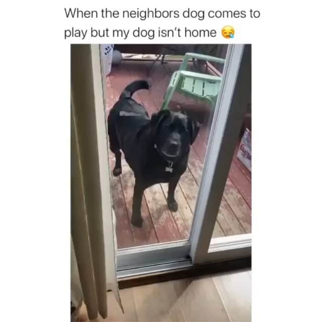 Funny Postsのインスタグラム：「••••••••••• 😂 He respected them so much he didn't step in 💬 Video by: @shawnadreardon 🎥 Double tap for more videos!」