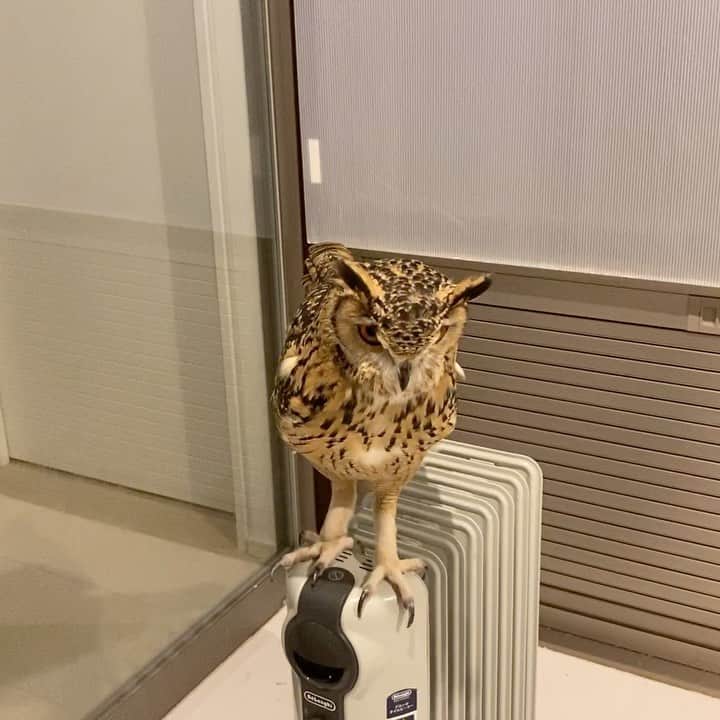 GEN3 Owlのインスタグラム：「あいさつは大事🤝 Good night greetings "Oyasumi". #owl #owlgaru」