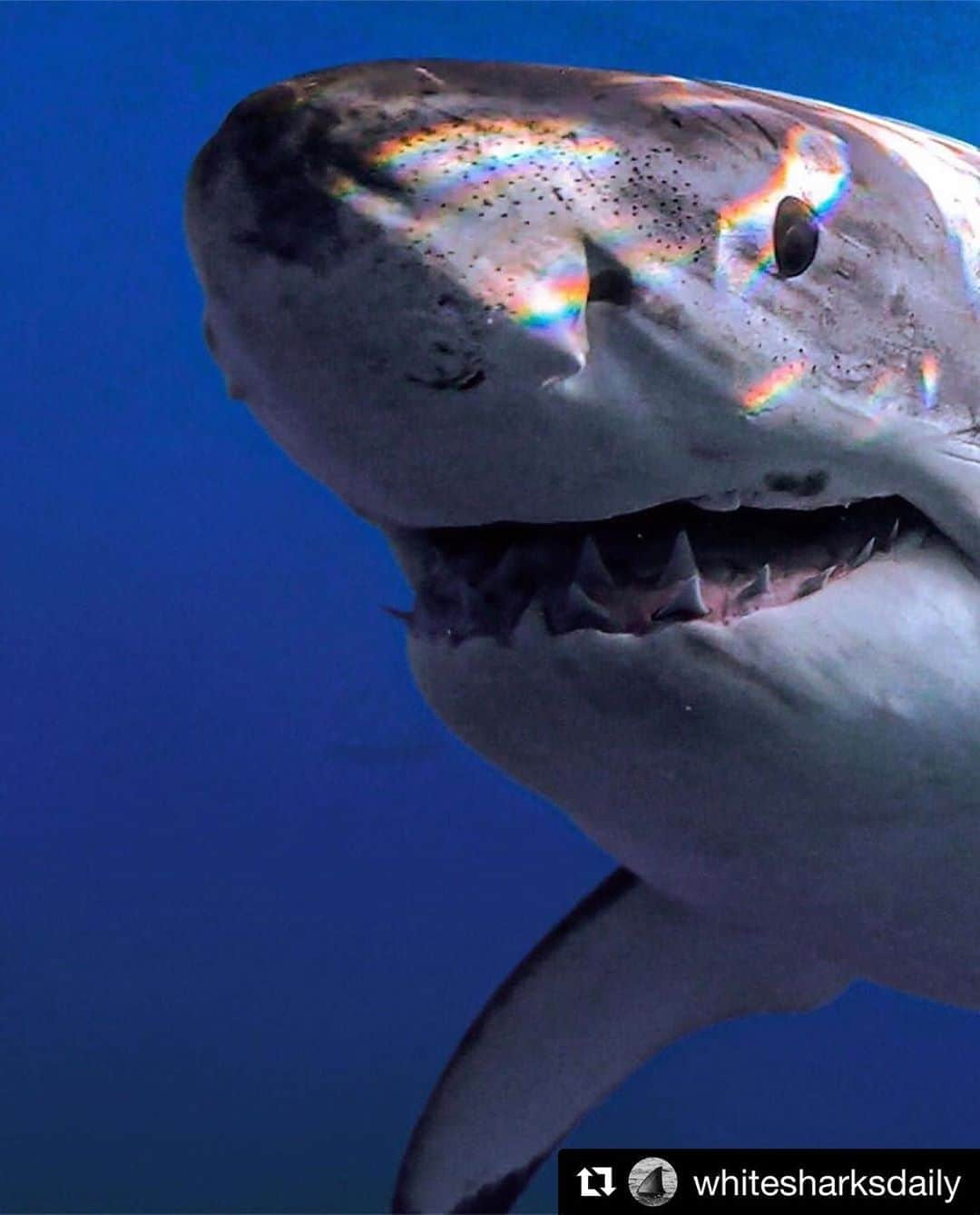 ギレルモ・ディアスさんのインスタグラム写真 - (ギレルモ・ディアスInstagram)「✊🏾🏳️‍🌈🦈 #happyPride #BlackTransLivesMatter」6月29日 8時58分 - guillermodiazreal