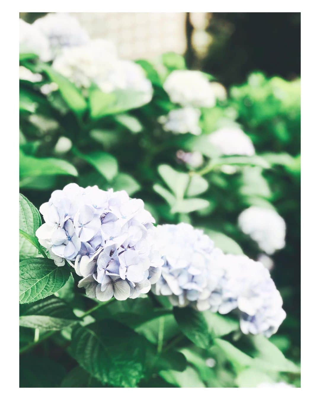 のインスタグラム：「Monday morning﻿ ———————————————————————﻿ ﻿ ﻿ ﻿ ﻿ ﻿ ﻿ ﻿ ﻿ ﻿ 素敵な一日を。﻿ 熱中症対策お忘れなく🥤﻿ ﻿ ﻿ ﻿ ﻿ ﻿ ﻿ ﻿ ﻿ #bluehydrangea #hydrangea #hydrangeas #monday #mondaymorning #flowers #flower ﻿ #sunnyday #asunnyday #summer #seasonflower ﻿ #lifeofflower #紫陽花 #あじさい #花のある暮らし﻿ #花 #季節花 #月曜日 #朝の空気」