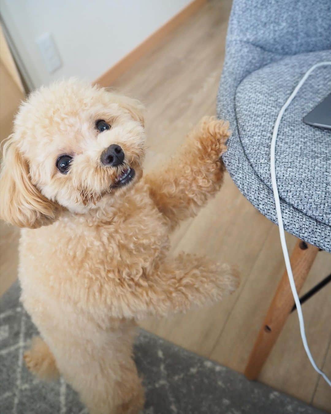 のインスタグラム：「* くるみディレクターのチェック入りますー！😂 * #チェックしてるようでしてない #お花のお仕事 #カーネーション #checking * * あんこママとお家でお仕事 @anko0829_pug * * #プードル #トイプードル #ティーカッププードル #犬 #ふわもこ部  #犬バカ部 #アプリコット #パピー #ペット #poodle #toypoodle #pecoいぬ部 #teacuppoodle #dog #dogstagram #instadog #puppy #tokyo #olympuspen #くるみたん」