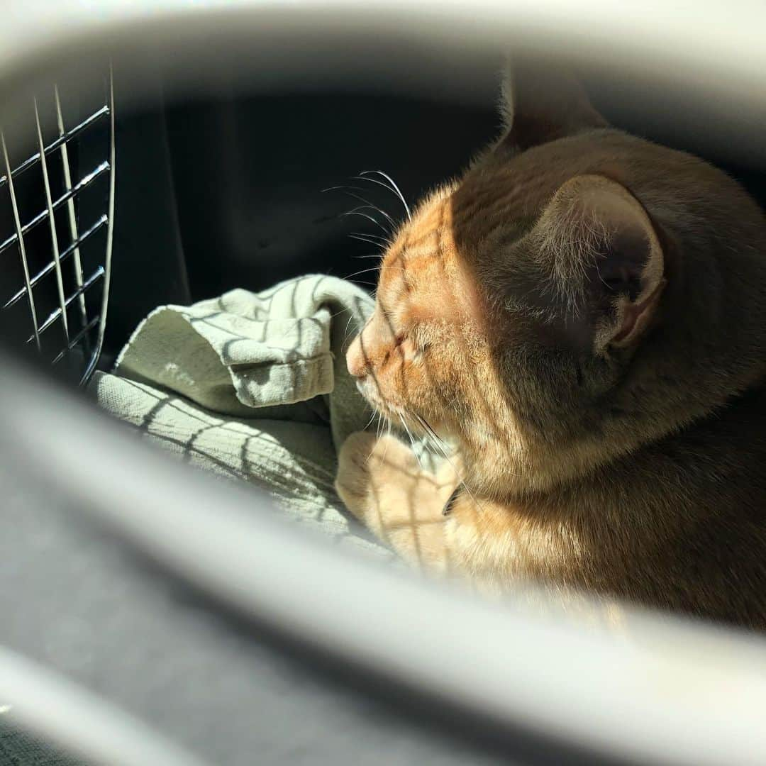 Snorri Sturlusonのインスタグラム：「Look out Portland, we are moving! Hide your kids, hide your wife. PS we will miss you, Spokane! ❤️❤️ Also, I’m very good in the car. #snorrithecat #catburglar #pnwlife」