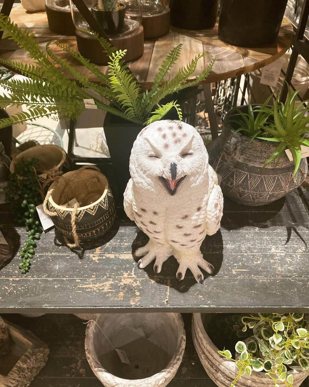 睦のインスタグラム：「へ❓生きてる😳  めっちゃ、 笑ってるっ🤣  #フクロウ  #ふくろう  #owl  #置物  #陶器 ？ #スマイル  #笑顔　 #smile  #ornaments  #ディスプレイ  #display  #可愛い  #kawaii  #ミミズク  #strigiformes  #看板娘  #鳥  #white  #cute  #birds  #bird  #animal  #pretty  #ssw  #singersongwriter  #artist  #lyricist  #singer  #井上睦都実 #睦」