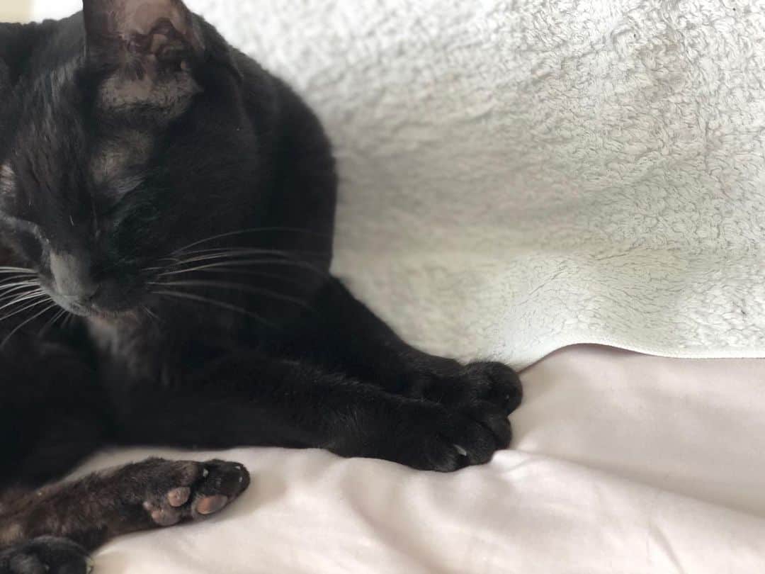 英玲奈さんのインスタグラム写真 - (英玲奈Instagram)「今朝も夫が起きた後、 枕を拝借してる影虎様。 夫の匂い好きみたい。 #猫 #cat #gatto #黒猫 #blackcat」6月29日 9時42分 - erena_erenyan