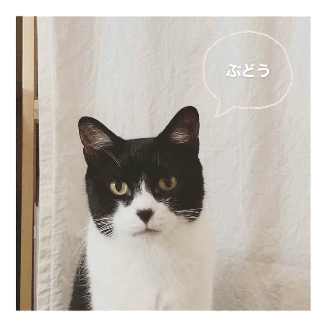 こむぎのインスタグラム：「* 昨日の現場は青井さん、今日は私の当番です☺️ 今日はいい天気だ〜！現場まで片道1時間、大体現場への滞在時間が4時間くらいなので1日仕事だけど頑張ります💪 ・ 先日から崩壊現場出身で預かりさん宅の猫たちの紹介をはじめて、ようやく我が家にいる猫たちの番です🤗 1枚目はイケメンぶどうくん🍇 前髪が長くて米津玄師さんみたいだなーと思い、 #今日の我が家の米津さん というタグを作りました🤣 最初はシャーってしてたけど、今はもう言わないよ😊 撫で撫でも少しずつ慣れてきてくれています。 今は側にいて甘えるまであと一歩！というトキメキ期間です☺️ 少女漫画のヒロインみたいな気持ちで毎日少しずつ仲良くなるのを楽しんでいますー🤗 たぶんまた里親さんのところへ行ったらツンのところからスタートになると思うけど、預かり宅で過ごしたことで少しでも慣れるのが早くなってくれると思います😊 臼歯の全抜歯手術済。 お薬なしでサプリのみですが最近は口周りのヨゴレもなくご飯(カリカリ)もモリモリ食べて順調です♡ ・ そして！2枚目はてなちゃん😸 2月に我が家にやってきて、てなちゃんは犬歯も含めた全抜歯手術をしました😢 てなちゃんも今はお薬なしでサプリのみで順調です👏 てなちゃんも怖がりさんですが、慣れたら甘えん坊😍 時々近くに寄ってきて甘えたそうにしているのが伝わってくるので、首回りを触ると喉を鳴らしてゴロスリしてくれます😍 子猫みたいに小さな体のてなちゃんですが、ごまちゃんとぶどうくんが好きみたいで猫にも甘えています☺️ 人見知りだけどお家の人だけに甘える愛おしい存在になること間違いなし😆✨ ・ 3枚目は先月我が家に引き出して、臼歯の全抜歯手術をしたしゅうくん😸 しゅうくんもぶどうくんと同じで撫で撫でが苦手なのでゆっくり練習中です☺️ ぶどうくんは我が家に来る前は梅田さんのところにいたこともありより慣れるのが早かったけど、しゅうくんはのんびりだね☺️ これからどんなふうになっていくか、楽しみな男の子です😆✨ できたら猫が少ないお家でじっくりしゅうくんと距離を縮めてくださるお家が良いかな☺️ しゅうくんも手術以降からずっと投薬なしでご飯もモリモリ食べて順調です👍🏻 ・ 4枚目すっかり我が家のお笑い担当になったくじらくん🐳 家の中だけど、風でも吹きました？🤣 毛繕い中お耳がよくクルンとします🤣 くじらは里親さんが見つかったので順調にいけば来月トライアルへ出発できるかな？🤗 今月上旬に2回目の抜歯手術を終えて今はお薬の量を減らしつつ様子を見ているところです🙆‍♀️ トライアル出発まで精一杯ケアしたいと思います🤗 ・ ぶどうくん、てなちゃん、しゅうくんの里親様募集中✨ 他の猫たちの詳しい情報などは @comugineko をご覧ください🙇🏻✨ 崩壊現場のことはストーリーやIGTVを見ていただけると嬉しいです😭 ・ 先日からご紹介している預かりさん宅にいる猫たちは、愛知が5匹、岐阜は我が家を含めて8匹、関東地方が3匹✨ 現場にあと8匹だから、トライアルが決定しているくじらを除いて合計23匹里親様募集中です🙏🏻 本当の家族との出会いを待っておりますーー🙏🏻✨✨ どうぞよろしくお願いします🙇🏻✨ #里親募集中 #里親募集 #岐阜多頭崩壊レスキュー  #愛知 #岐阜 #三重 #遠方の方は要相談」