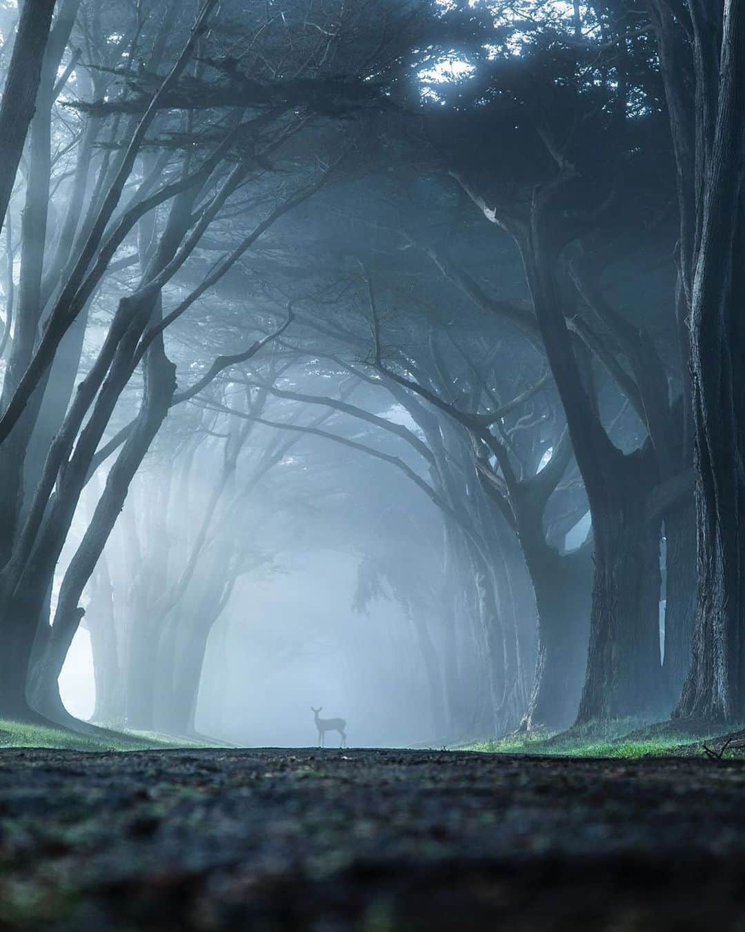 Instagramさんのインスタグラム写真 - (InstagramInstagram)「#HelloFrom Point Reyes National Seashore. We’re currently dreaming of this moment, captured during a calm and foggy California morning at the Cypress Tree Tunnel.⁣⁣ ⁣ Photo by @markian.b」6月29日 1時05分 - instagram