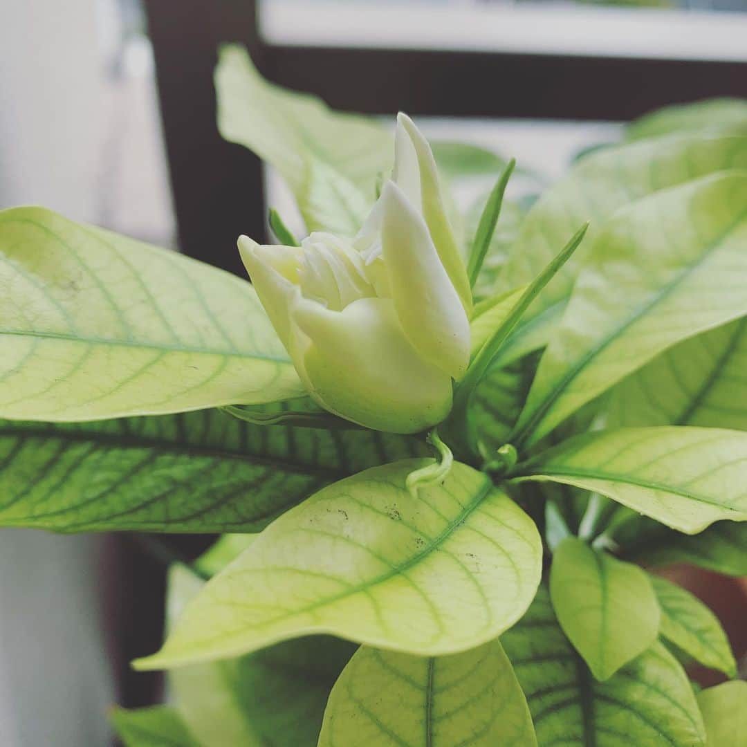 齊藤美絵さんのインスタグラム写真 - (齊藤美絵Instagram)「大好きなガーデニアが咲いた✨ 一日に何度も外に出て 咲き具合を見ながら 甘い香りにうっとり💕✨ 朝はつぼみだったのが、 夕方に一氣に花開いて 香りもさらに広がって✨✨✨ つぼみがもういくつか。 これからしばらく毎日の楽しみ💕  #ガーデニア　#gardenia  #ツタエルヒト。」6月29日 1時12分 - saitomie