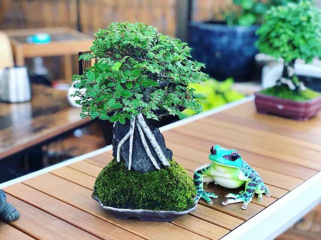 金成公信のインスタグラム：「ニレケヤキ。#ニレケヤキ #楡槻 #盆栽 #bonsai #bonsaijapan #japanesebonsai #wabisabi #bonsailovers #bonsailife #bonsaitree #bonsaiart #bonsaigram #bonsaiworld #plants #tree #greenlife #greenlifestyle #苔 #moss #睡蓮 #睡蓮鉢 #ビオトープ #biotope #メダカ #waterlilybowls」