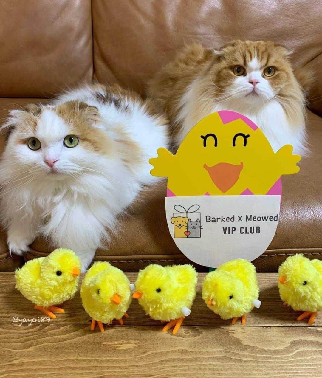 Aww Clubさんのインスタグラム写真 - (Aww ClubInstagram)「Join the “Barked X Meowed VIP Club” for monthly rewards! 🐾 Refer your friends to join for a chance to win an extra $100 Amazon Gift Card!⠀⠀⠀⠀ ⠀⠀⠀⠀ 🎁 Tap the link in bio and join the “Barked X Meowed VIP Club” now!⠀⠀⠀⠀ ⠀⠀⠀⠀ 📷@yayoi89 ⠀⠀⠀⠀ #meowed #barkedmeowedvip #felirafelira #Rewards #Gift #members #VIP」6月29日 2時00分 - meowed