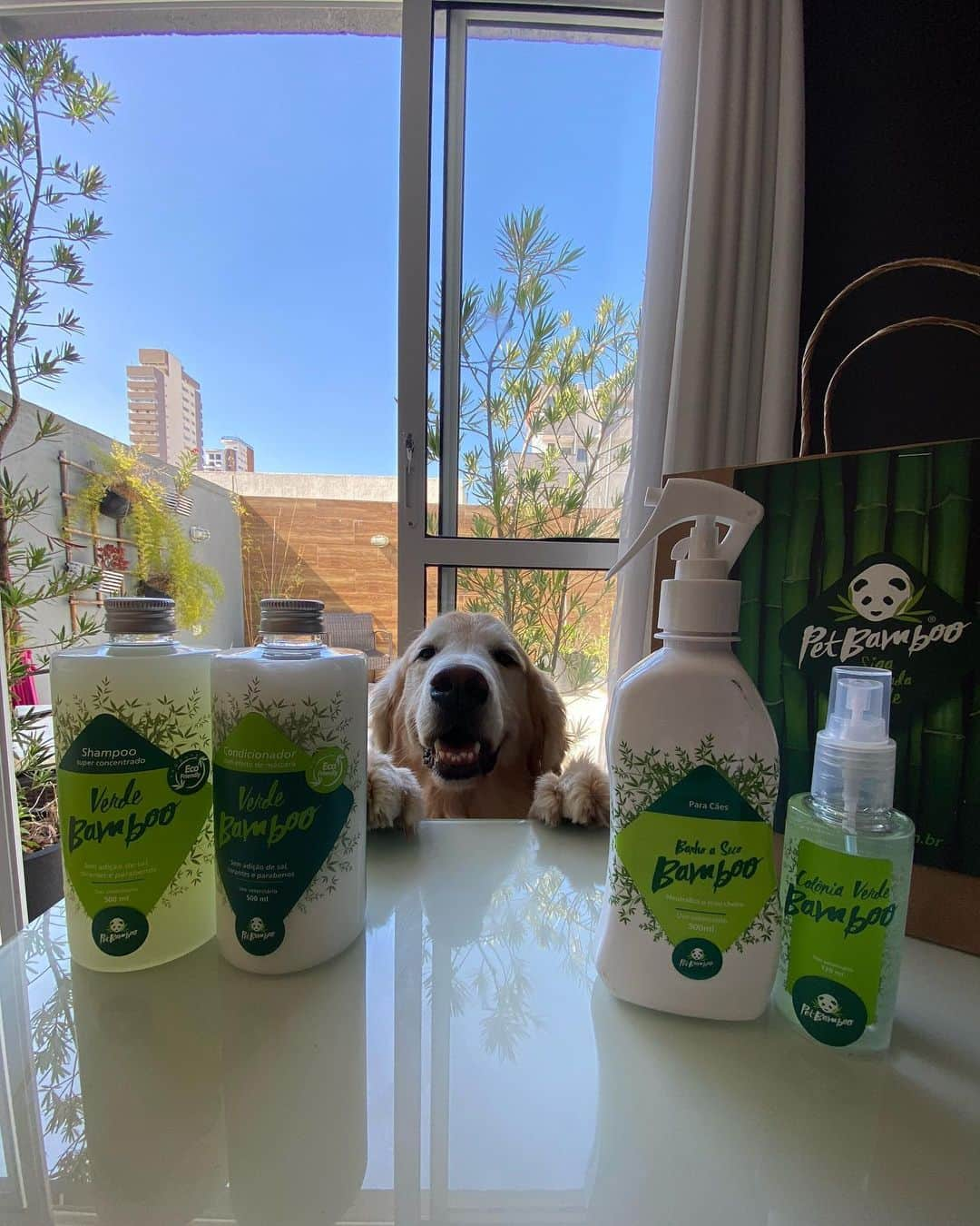 Bobさんのインスタグラム写真 - (BobInstagram)「Poucos e bons! Quando se fala em parceria nós somos assim, e um dos nossos melhores parceiros é a @petbamboo ! Produtos sustentáveis, de qualidade e modernos! Conheça a @petbamboo e use cupom bob , desconto de 20% por tempo limitado!! ♻️💚 . . Moletons , sofá , colchonete, comedouro, comedouro portátil , linha cosmética , banho a seco, petiscos naturais, coleiras, capa de banco para carro.💚 . . #sustentabilidade #sustentavel #sigaessapegadaverde #petbamboo #produtospet #petfriendly #ecofriendly #parceria #cupomdedesconto #goldenretrievers #dogs #petlovers #pets #doglovers #instadaily #instagram #instagramers」6月29日 2時21分 - bob_marley_goldenretriever