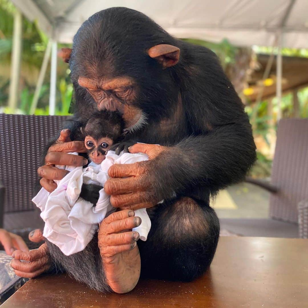 Zoological Wildlife Foundationさんのインスタグラム写真 - (Zoological Wildlife FoundationInstagram)「Limbani with little Damian!💕🐾🐵 #loveislove #brotherlylove」6月29日 2時46分 - zwfmiami