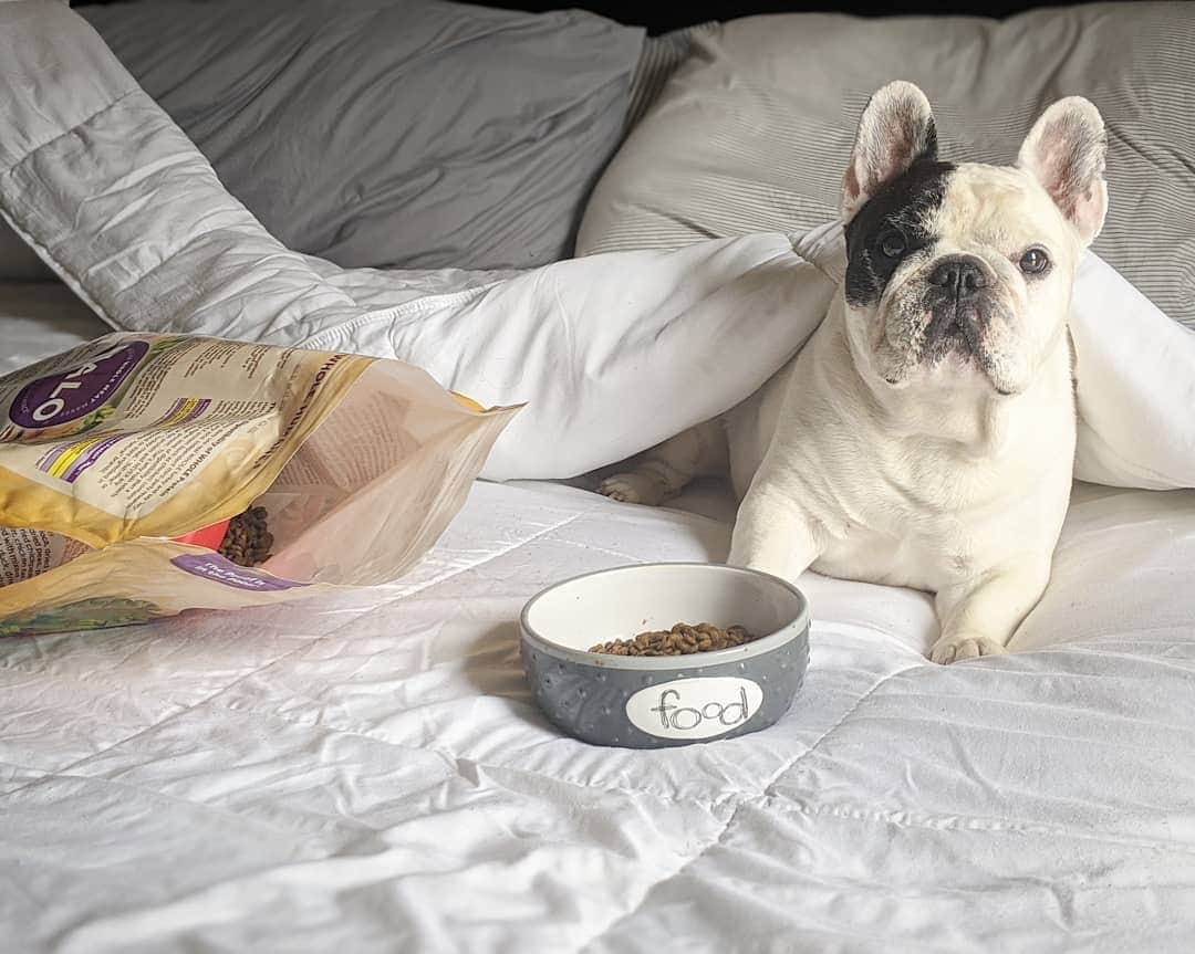Manny The Frenchieさんのインスタグラム写真 - (Manny The FrenchieInstagram)「Mom let me have breakfast in bed this morning. 😏 #spoiled  @halopets」6月29日 3時12分 - manny_the_frenchie