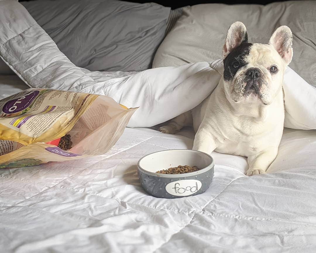 Manny The Frenchieのインスタグラム：「Mom let me have breakfast in bed this morning. 😏 #spoiled  @halopets」
