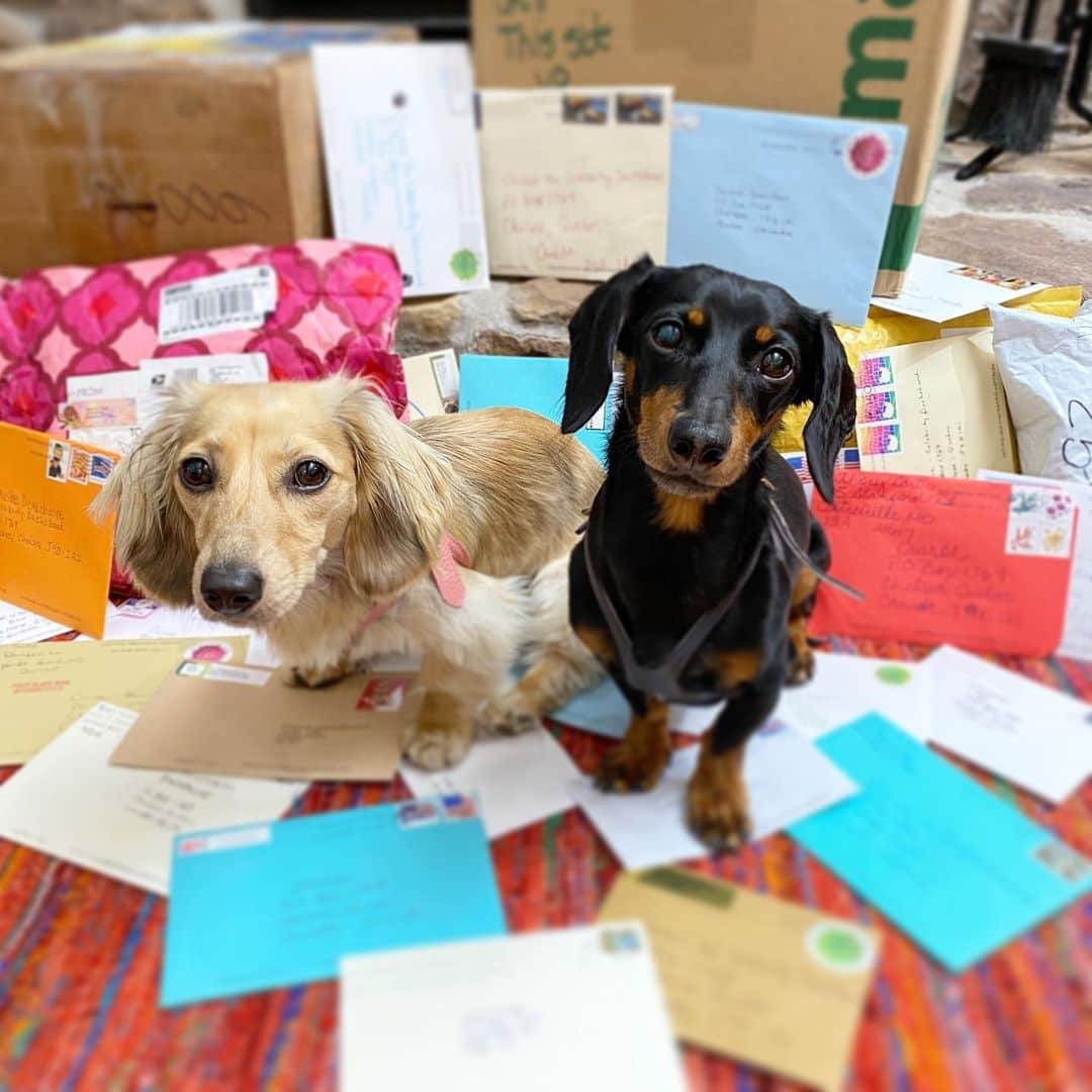 Crusoe the Celebrity Dachshundのインスタグラム：「“A very sincere ‘thank you’ to all my fans who’ve sent me get-well cards and gifts, and even to those who’ve wished me well on social media. Knowing how many people care about me out there means more than you know, so thank you❤️😘 We will as always, write back to everyone.” ~ Crusoe」