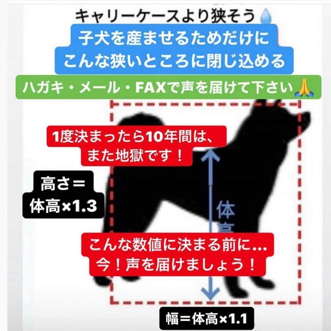 二階堂ふみさんのインスタグラム写真 - (二階堂ふみInstagram)「我が家のゾイは繁殖犬でした。  痩せ細り、歯はボロボロで、怯えてました。 どんな場所にいたの？ 沢山赤ちゃんを産んだの？  ゾイと暮らし始めて、劣悪な環境で生きる子達がより身近な存在になりました。  明日には決まってしまう素案。 #数値規制  4枚目の画像は、現在提案されている数値です。 身動きも取れません。 決まってしまうと次回の改正まで、彼らを苦しめ続けてしまいます。  目を向けられないような残酷な現実が沢山あります。 ペットショップに並ぶ子犬や子猫はどこから来たのか。  知ること。考えること。 そしてアクションを起こすこと。  皆さんとより良い共存の世界を作 りたいです。 よろしくお願いします。  #数値規制」6月29日 10時02分 - fumi_nikaido