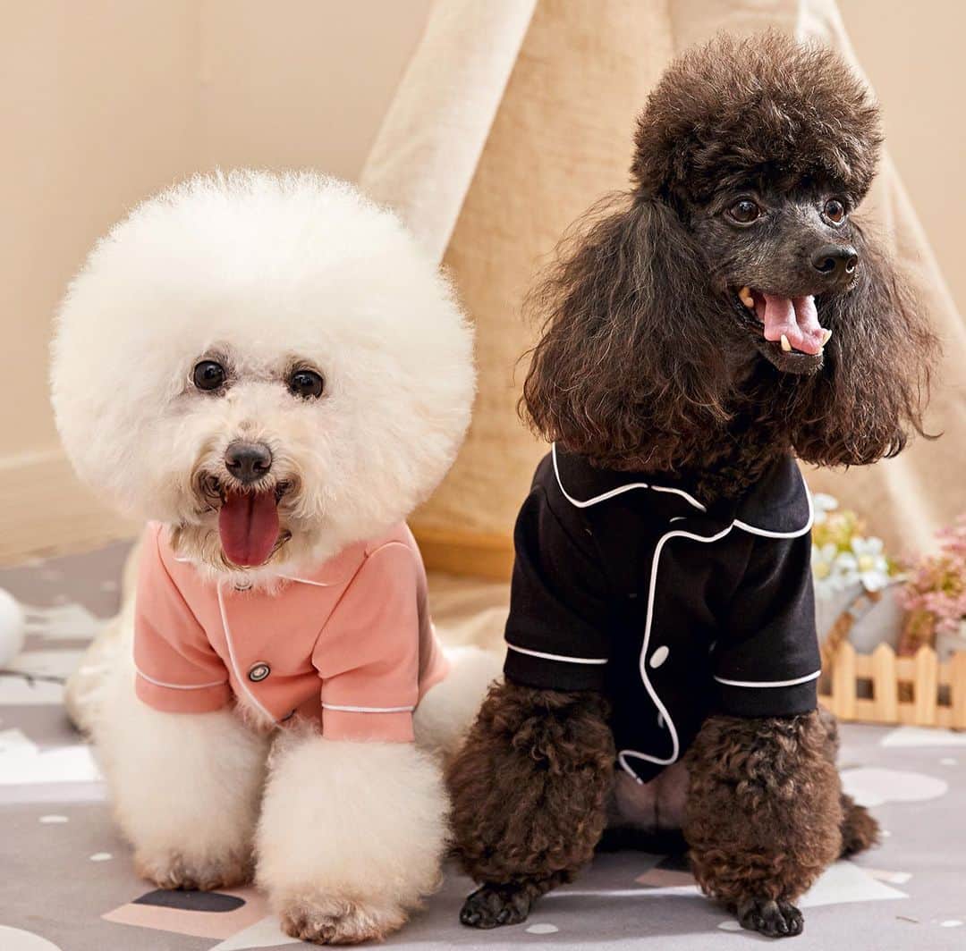 SHEINさんのインスタグラム写真 - (SHEINInstagram)「You are PAW-fect to us 🐾💕! That's why its #SHEINpet's mission to create beautifully-designed, high-quality pet products for the today's pets!  Take a peek: http://shein.top/d2f8um5  #PETSIN #Pets #Petlover #AnimalFriendly」6月29日 4時45分 - sheinofficial