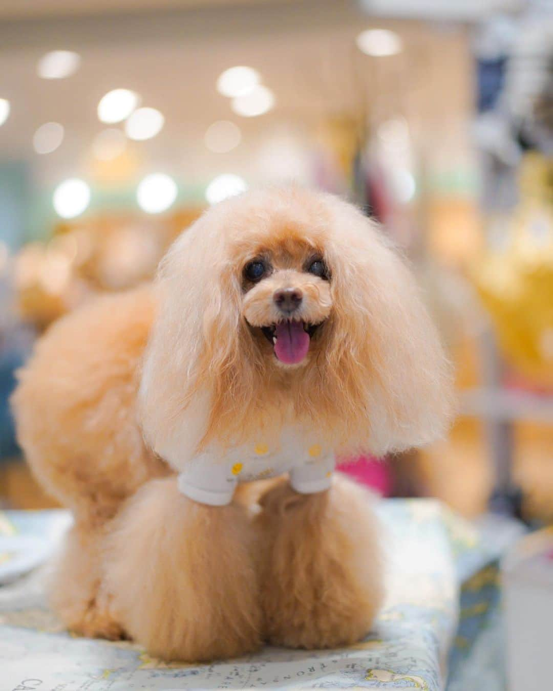 Toypoodle Mikuru?Asakusa Tokyoのインスタグラム