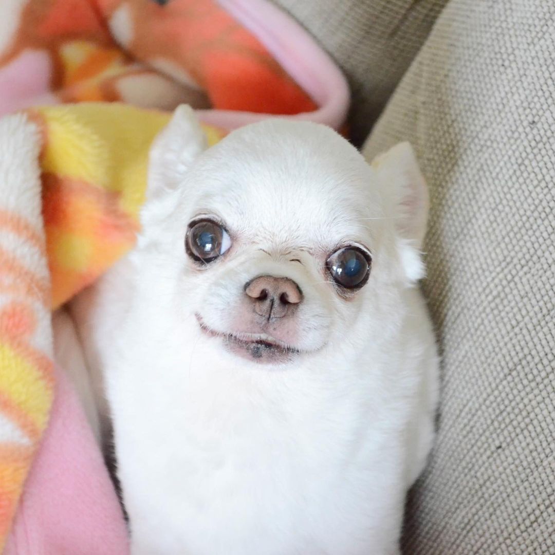 KORIKIのインスタグラム：「おはようございます♪ * #dogofsapporo #dog, #dogs, #dogstagram,#chihuahua,#犬バカ部,#チワワ,#koriki, #hanadog #白スムチ連合会, #スムチー,  #dogofthedayjp, #dogoftheday  #ilovemydog #instadog #instapet #WhiteChihuahua  #吉娃娃 #치와와  #dogsofinstagram #Chihuahualover  #ชิวาวา #チワワの輪 #barkbox #WhiteChihuahuaParty #もふもふモフモフ」