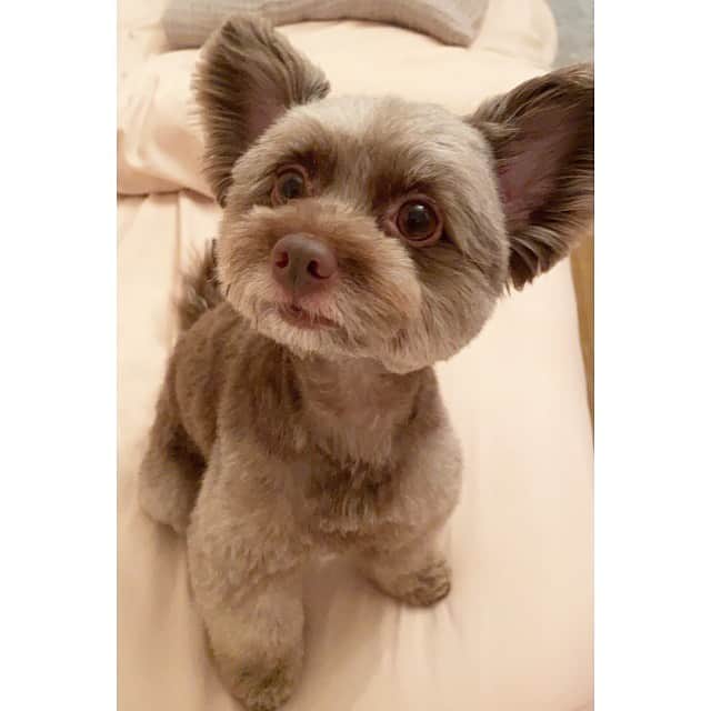 吉次玲奈さんのインスタグラム写真 - (吉次玲奈Instagram)「おはようございます🌞　#犬 #いぬすたぐらむ #チワプー」6月29日 7時29分 - rena_yoshitsugu