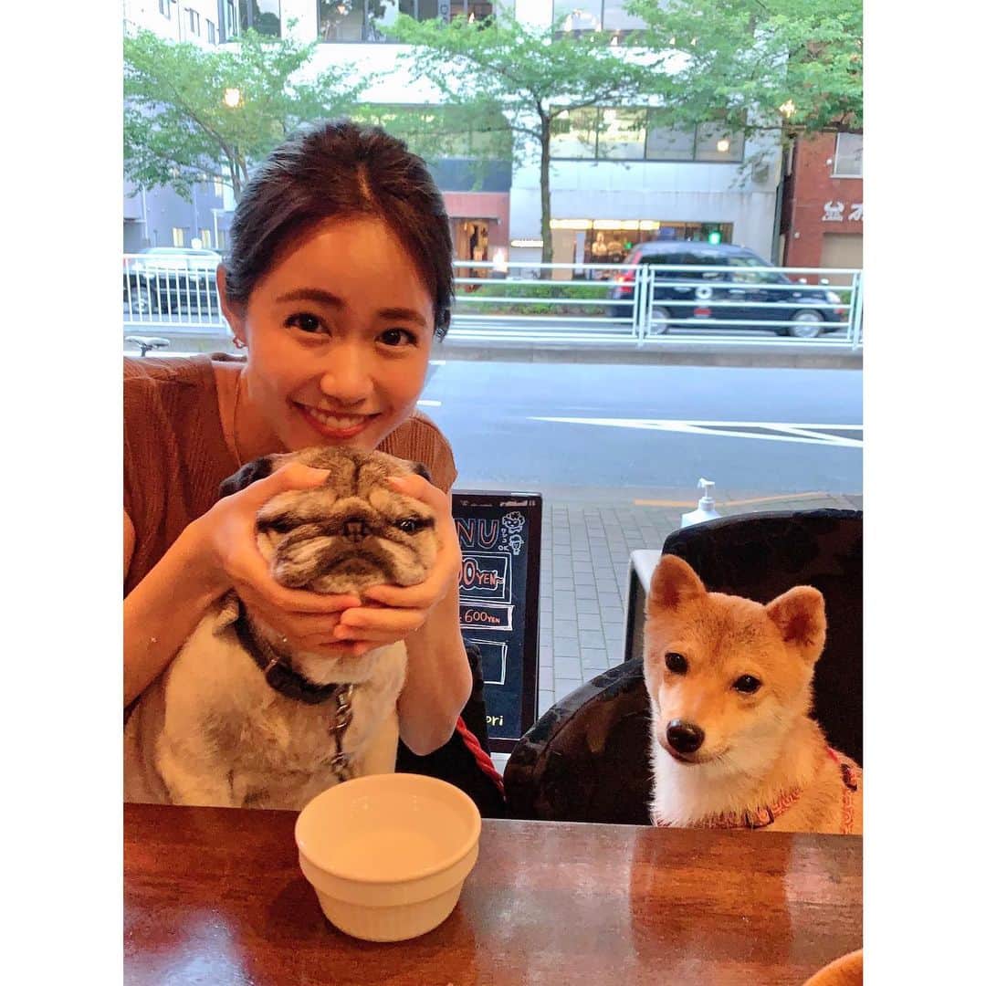 VANRIのインスタグラム：「* Good morning! 今日からまた1週間笑顔でファイティンです☺︎✨ #犬友のアポ #パグさんとこのアポ  #癒しの塊の毛玉ちゃんたち　 #特等席を奪われたはなび #ちょっと悲しそう 笑 #豆柴 #柴犬 #日本犬 #しばすたぐらむ」