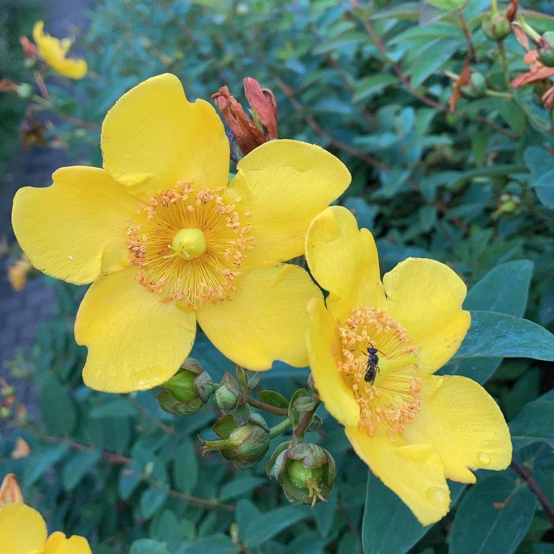 松田洋治さんのインスタグラム写真 - (松田洋治Instagram)「潤った花々。今日は暑いってよ。」6月29日 7時59分 - youjimat