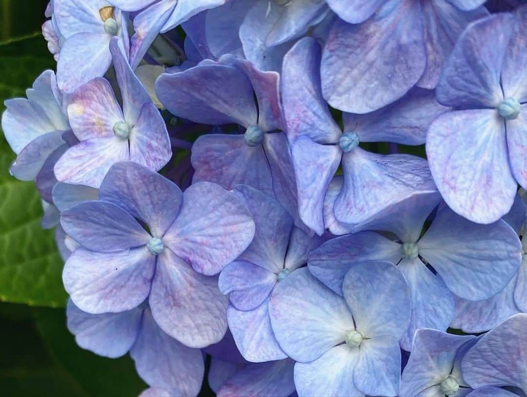 LOVEGREEN -植物と暮らしを豊かに。さんのインスタグラム写真 - (LOVEGREEN -植物と暮らしを豊かに。Instagram)「［梅雨の楽しみ］ . たくさんの紫陽花たち！！ 思わずパシャリ📷✨ . 毎年この時期の楽しみといえば紫陽花。 . 好みの色を見つけたら写真を撮らずにはいられません！ みなさんは何色がお気に入りですか😊 . きれいな紫陽花があればジメジメした梅雨だって乗り越えられます。 . 6月も残すところあとわずか。 今週からは7月に突入しますね！ 梅雨が明けるといよいよ夏本番🌞 . とはいえまだお天気は傘マークやくもりマークが続きます☂️☁️ くれぐれも体調には気をつけて、今週も元気に乗り切りましょう！ . . #紫陽花 #アジサイ #梅雨 #ガーデニングライフ #ガーデニング大好き #ベランダガーデニング #庭の花 #小さな庭 #花壇 #庭いじり #庭のある生活 #庭のある家 #庭を楽しむ #庭が好き #花 #花のある暮らし #花が好き #花のある生活 #シンプルな暮らし #シンプルライフ #暮らしを楽しむ #日々の暮らし #賃貸暮らし #植物 #植物のある暮らし #植物のある生活 #植物と暮らす #季節の花 #花に癒される」6月29日 8時01分 - lovegreen_official