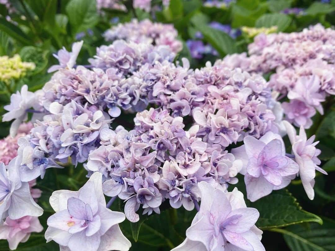 LOVEGREEN -植物と暮らしを豊かに。さんのインスタグラム写真 - (LOVEGREEN -植物と暮らしを豊かに。Instagram)「［梅雨の楽しみ］ . たくさんの紫陽花たち！！ 思わずパシャリ📷✨ . 毎年この時期の楽しみといえば紫陽花。 . 好みの色を見つけたら写真を撮らずにはいられません！ みなさんは何色がお気に入りですか😊 . きれいな紫陽花があればジメジメした梅雨だって乗り越えられます。 . 6月も残すところあとわずか。 今週からは7月に突入しますね！ 梅雨が明けるといよいよ夏本番🌞 . とはいえまだお天気は傘マークやくもりマークが続きます☂️☁️ くれぐれも体調には気をつけて、今週も元気に乗り切りましょう！ . . #紫陽花 #アジサイ #梅雨 #ガーデニングライフ #ガーデニング大好き #ベランダガーデニング #庭の花 #小さな庭 #花壇 #庭いじり #庭のある生活 #庭のある家 #庭を楽しむ #庭が好き #花 #花のある暮らし #花が好き #花のある生活 #シンプルな暮らし #シンプルライフ #暮らしを楽しむ #日々の暮らし #賃貸暮らし #植物 #植物のある暮らし #植物のある生活 #植物と暮らす #季節の花 #花に癒される」6月29日 8時01分 - lovegreen_official