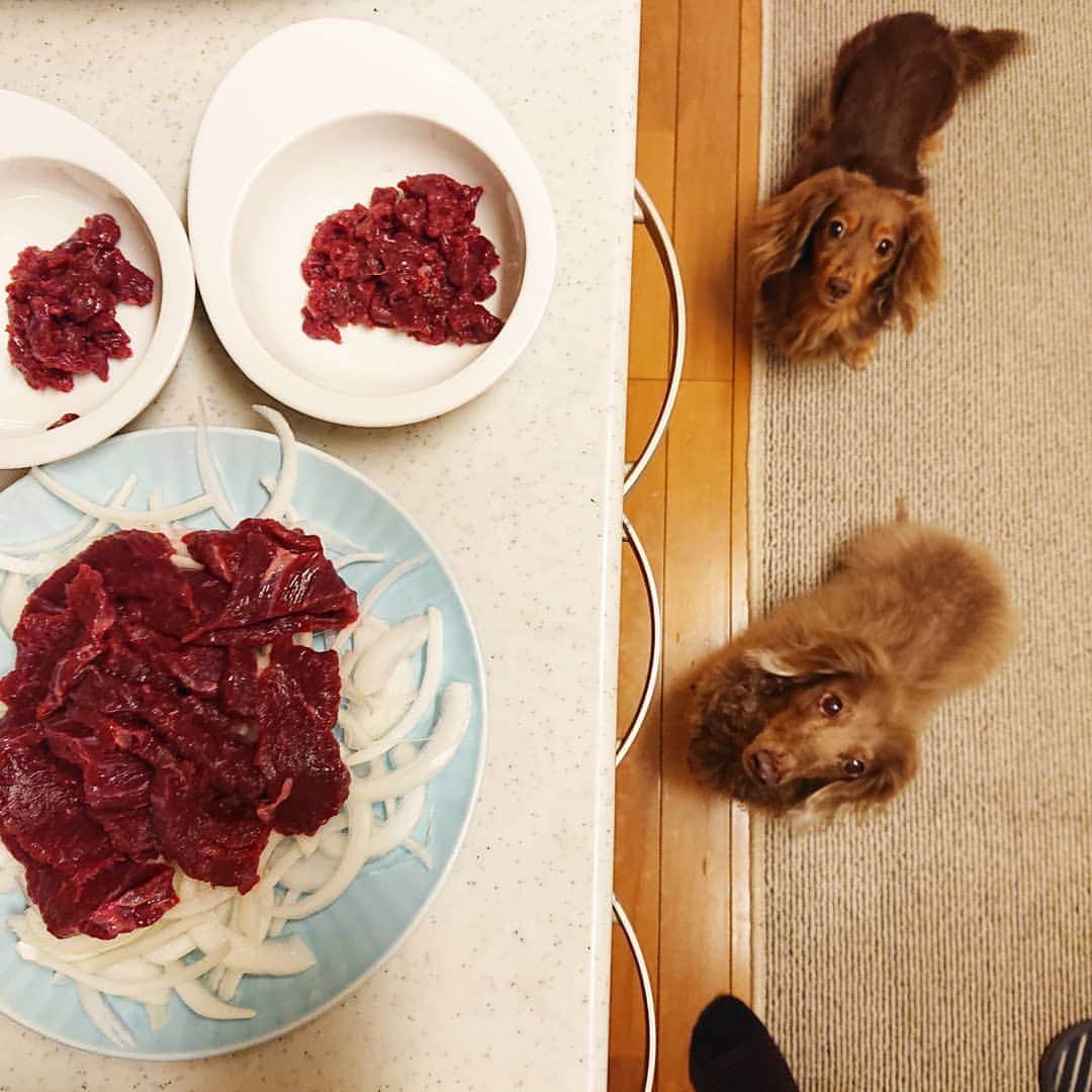 くるみんのインスタグラム：「* 熊本県にふるさと納税をした返礼品の馬肉 2ワンにもお裾分け 美味しかった  #ミニチュアダックスフンド #ミニチュアダックスフント #ミニチュアダックス #イザベラタン #イザベラ #カニンヘンダックスフント #カニンヘン #カニンヘンダックス #カニンヘンダックスフンドの日常 #カニンヘンの会 #カニンヘンダックスフンド #チョコタンダックスフント #チョコタンダックスフンド #チョコタンダックス  #チョコタン #ダックスlove #ダックス多頭飼い #ダックスフント #ダックスフンドカニンヘン #ダックス部 #ダックス大好き #ダックスフンド #ダックス #ふるさと納税 #ふるさと納税返礼品 #馬肉 #いぬばか部 #いぬすたぐらむ #短足部 #dachshund」